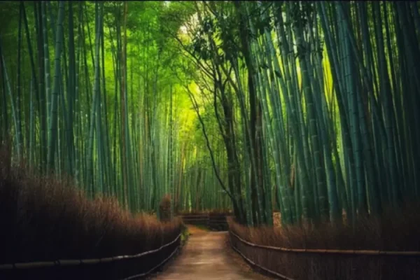 Keindahan dan Keasrian Hutan Bambu Keputih Surabaya