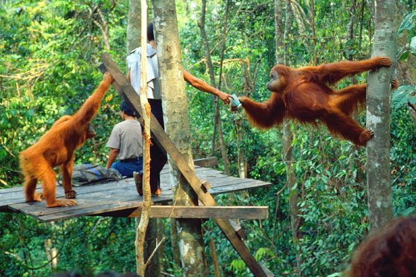 Wisata Alam di Sumatera Utara: Pusat Orangutan Bohorok Bukit Lawang