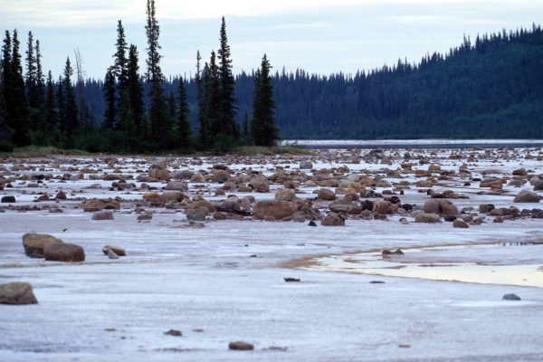 Taman Nasional Wood Buffalo: Keindahan Alam dan Keanekaragaman Hayati