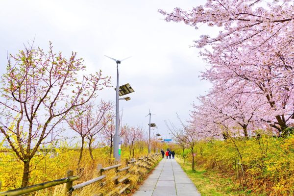 Taman Yeouido Hangang: Taman Indah di Pinggir Sungai Han