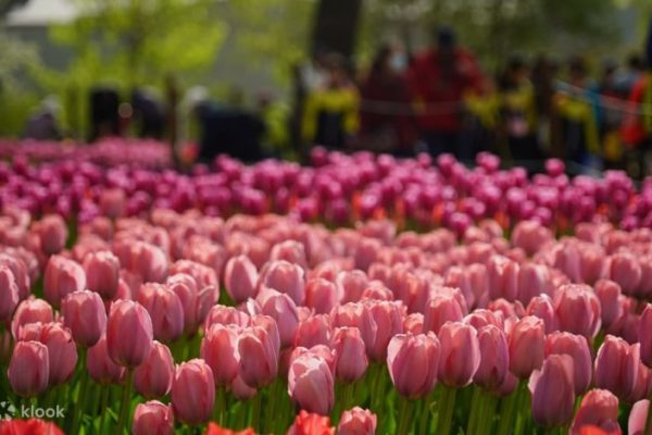 Mengenal Keindahan dan Keunikan Taman Beihai di Taman Taman