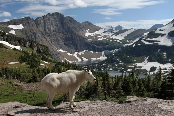 Taman Nasional Glacier: Keindahan Alam dan Keanekaragaman Hayati