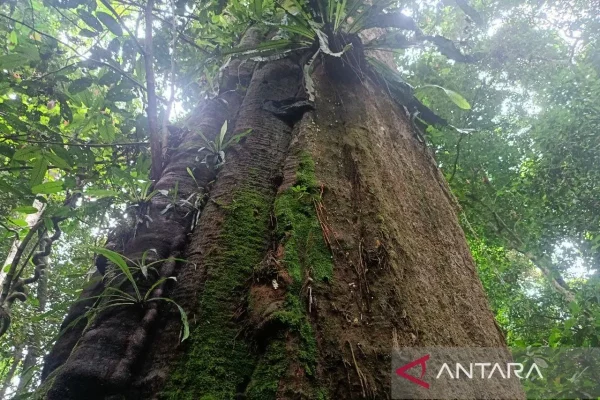 Keindahan Alam Taman Nasional Similajau di Kalimantan Timur