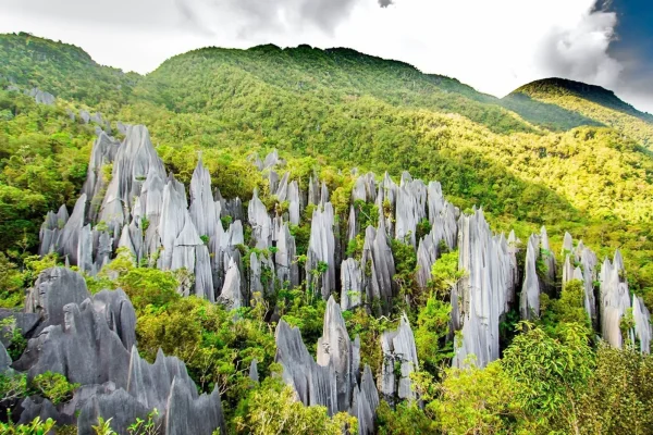 Keindahan dan Keanekaragaman Taman Nasional Maludam di Malaysia