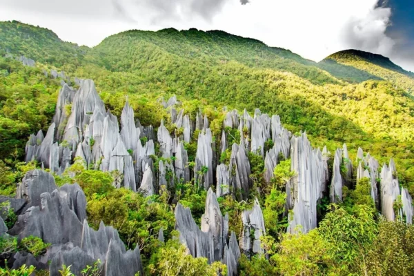 Taman Nasional Maludam: Keindahan Alam dan Keanekaragaman Hayati
